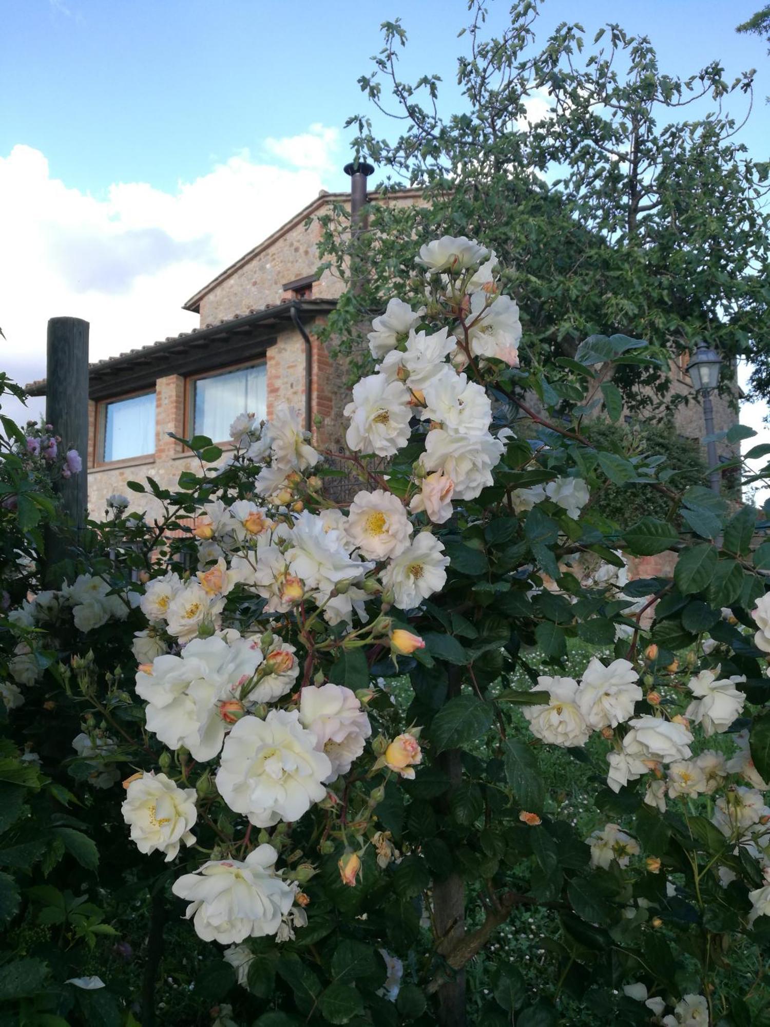 Agriturismo Cornieto Monteleone dʼOrvieto Exteriör bild